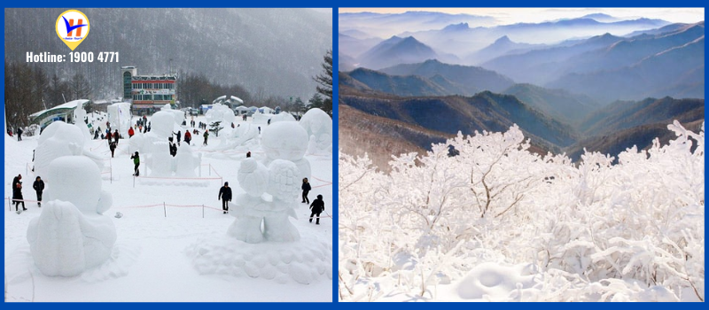 Tham quan lễ hội tuyết Taebaek ở Hàn Quốc